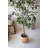 Kalalou Tall Artificial Olive Tree 63"H – Decorative Greenery in Black Plastic Pot