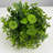 7.5 Inch Boxwood Ball No Pot Included