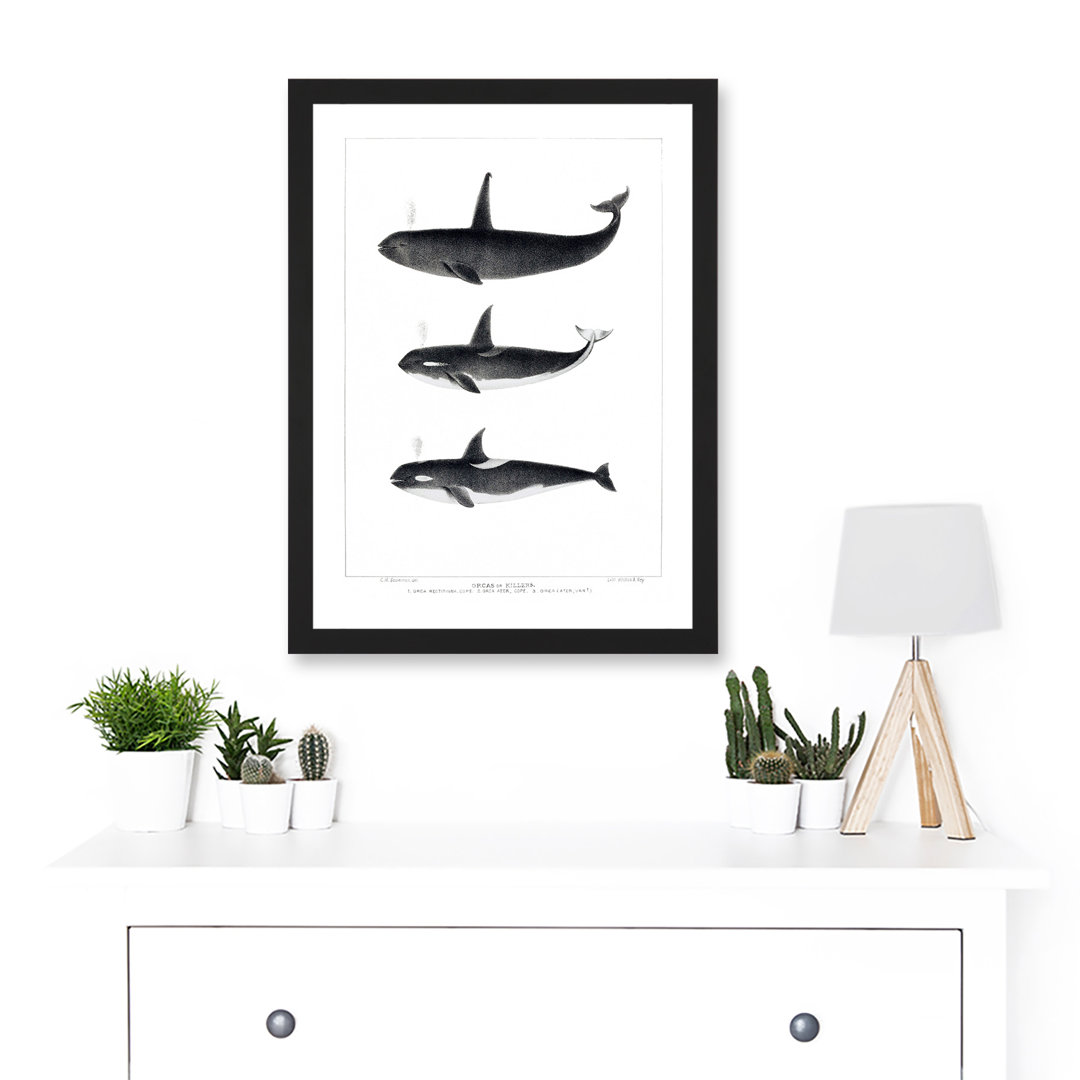 Orca Killer Whales Nature Ocean Sea Life Artwork Framed A3 Wall Art Print