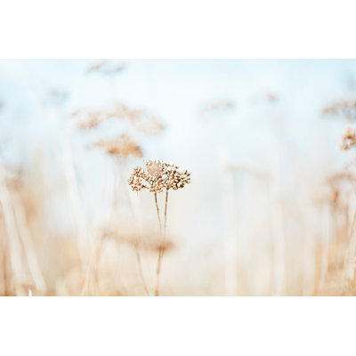 Dry Wildflower in Meadow by Jasmina007