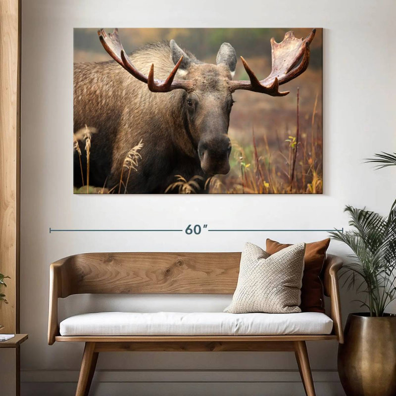 Brampt Male Moose, 34" H x 51" W