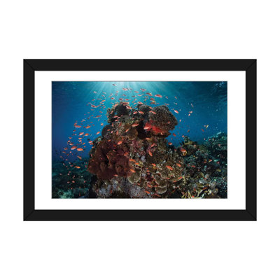 " Reef Fish Swimming Above A Coral Reef In The Lesser Sunda Islands " by Ethan Daniels