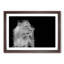 Wild Lioness in Abstract - Framed Print-55768535-55768537