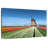 Alvord Windmill And Tulips-107501220