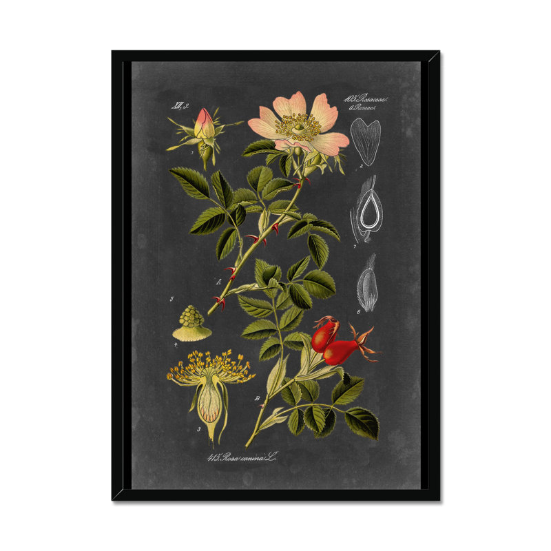 Midnight Botanical I by Vision Studio - Print, Black Framed Paper Print, 50cm H x 34cm W
