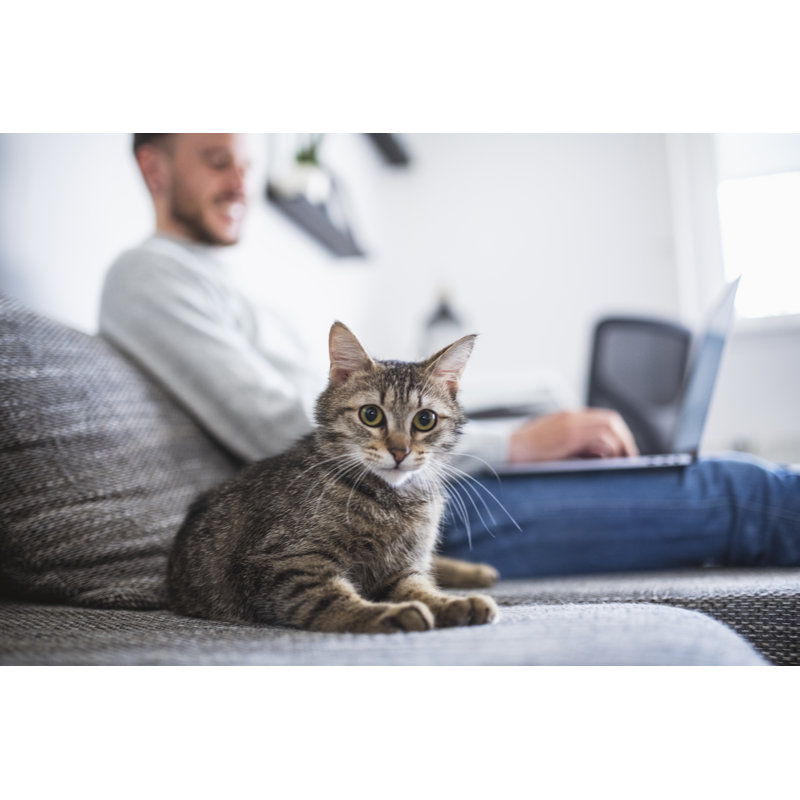 Caucasian Adult Petting A Domestic Cat by AzmanJaka - No Frame Print on Canvas, 81cm H x 122cm W