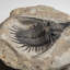 Psychopyge Trilobite On Matrix From Morocco (1.2 Grams)