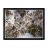 Tree Tops I Print by Tim Klein