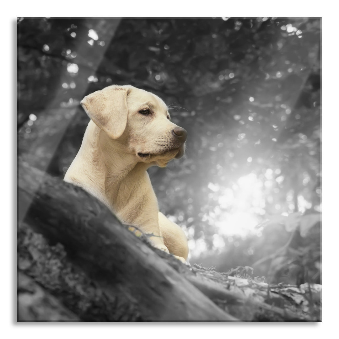 Glasbild Labrador Welpe im Wald