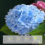 Arrangement d'hortensias-332631547