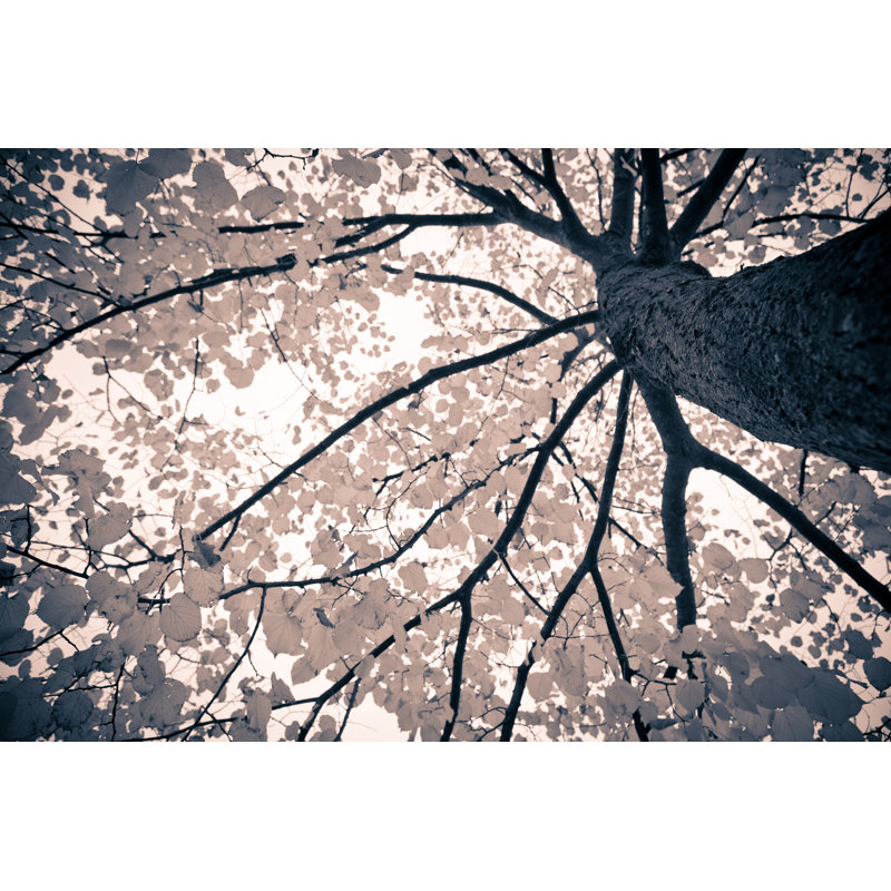 Tree Branches by Gianlucabartoli - Wrapped Canvas Print, 51cm H x 76cm W x 3.8cm D