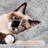 Multiple Level Cat Tree with Scratching Posts-732927927