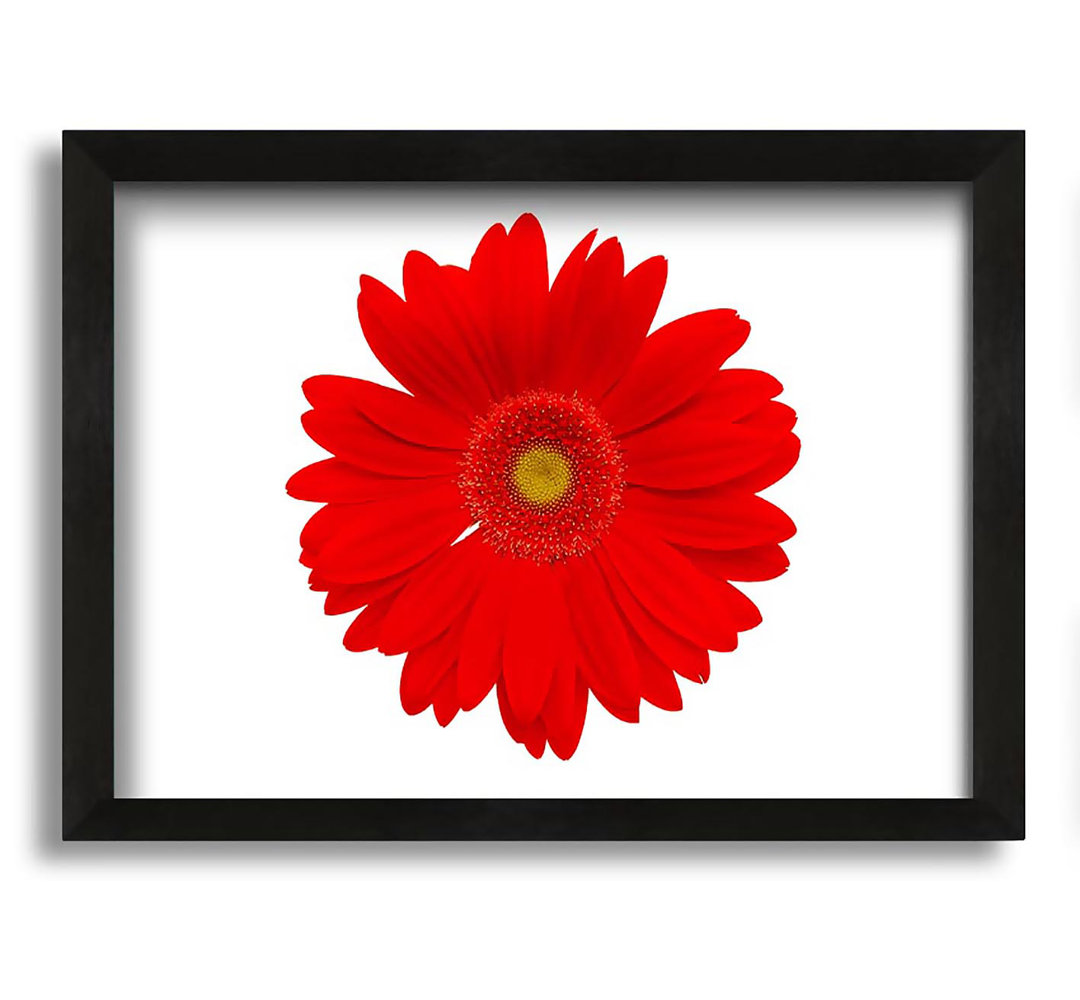 Gerahmtes Leinwandbild Vibrant Red Gerbera