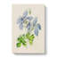 Illustration of Columbine Flowers - Wrapped Canvas-55359993