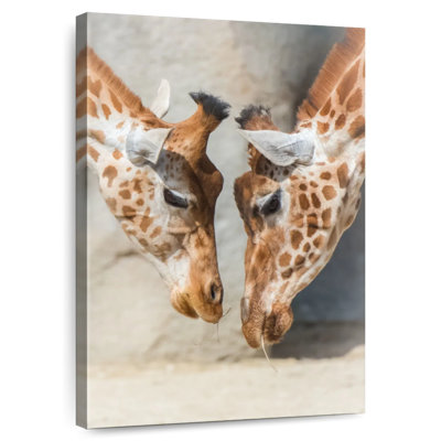 Giraffe Family Love