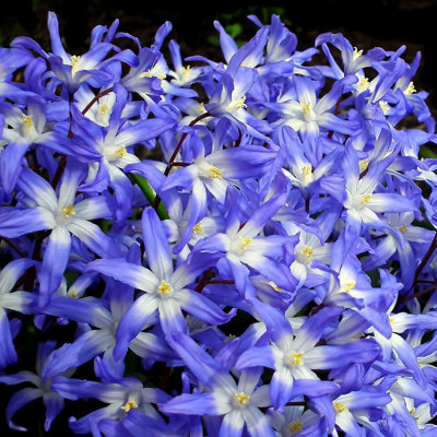 Gentle Glory Of The Snow- Blue & White Flowers - 30 Bulbs - Attracts Butterflies, Bees & Hummingbirds