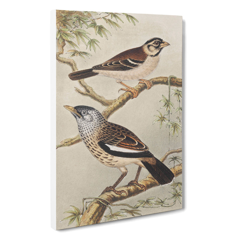 Two Birds On Branches by Theo Van Hoytema - Wrapped Canvas, 50cm H x 35cm W x 3cm D