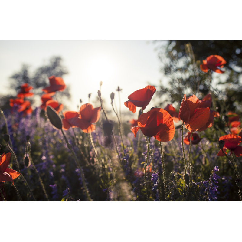 Blossoming Poppy by Oleg66 - Wrapped Canvas Print