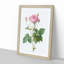 Pretty Pink French Roses by Pierre-Joseph Redoute - Picture Frame Painting Print-55601743-55601749