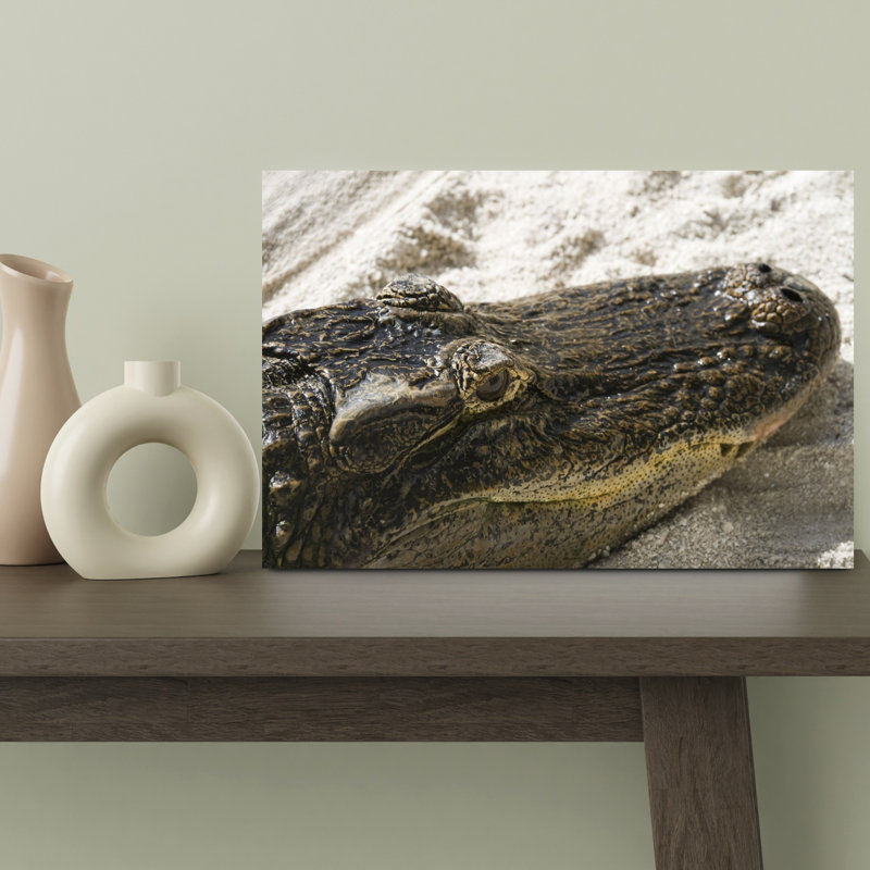 Gros plan d'un alligator, réserve indienne de Big Cypress, Floride, États-Unis, art contemporain d'alligator