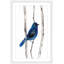 «Indigo Bunting» par Christine Lindstrom, reproduction d'art sur papier encadrée-1334891842