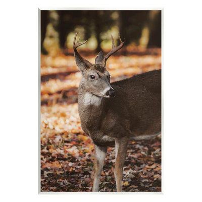 " Deer In Fall Foliage " by Dakota Diener