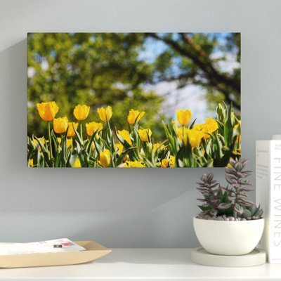 « yellow tulipes », reproduction de photo sur toile tendue