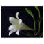 'Lily 1 White' Photographic Print on Wrapped Canvas-30363977