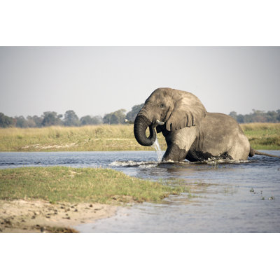 Éléphant buvant dans la rivière par Pjmalsbury