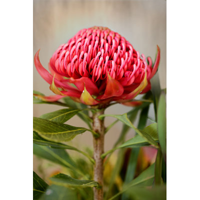 " Waratah Flower In Australia " by Lovleah