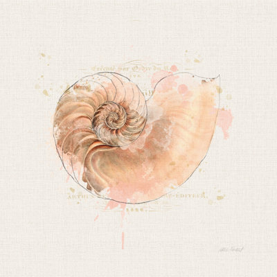 Coquille de collection II