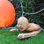 Décoration d'Halloween pour halloween