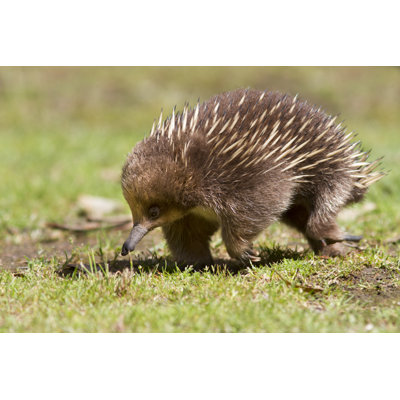 " Australian Echidna " by Shmenny50