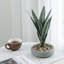 30cm Faux Snake Plant (Sansevieria) Plant in Concrete Planter