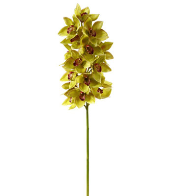 ORCHID CYMBIDIUM FULL STEM