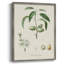 Antique Ammond Botanical I, reproduction encadrée - bois massif-1180252029