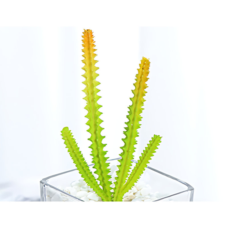 Plante grasse de 6,69 po