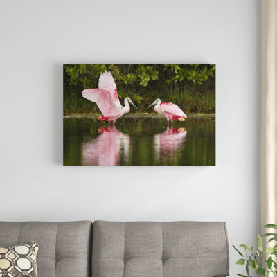" Roseate Spoonbill Pair Courting "