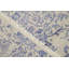 Oriental Area Rug