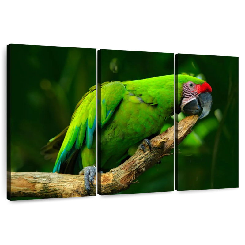 Brampt Military Macaw, 28" H x 45" W