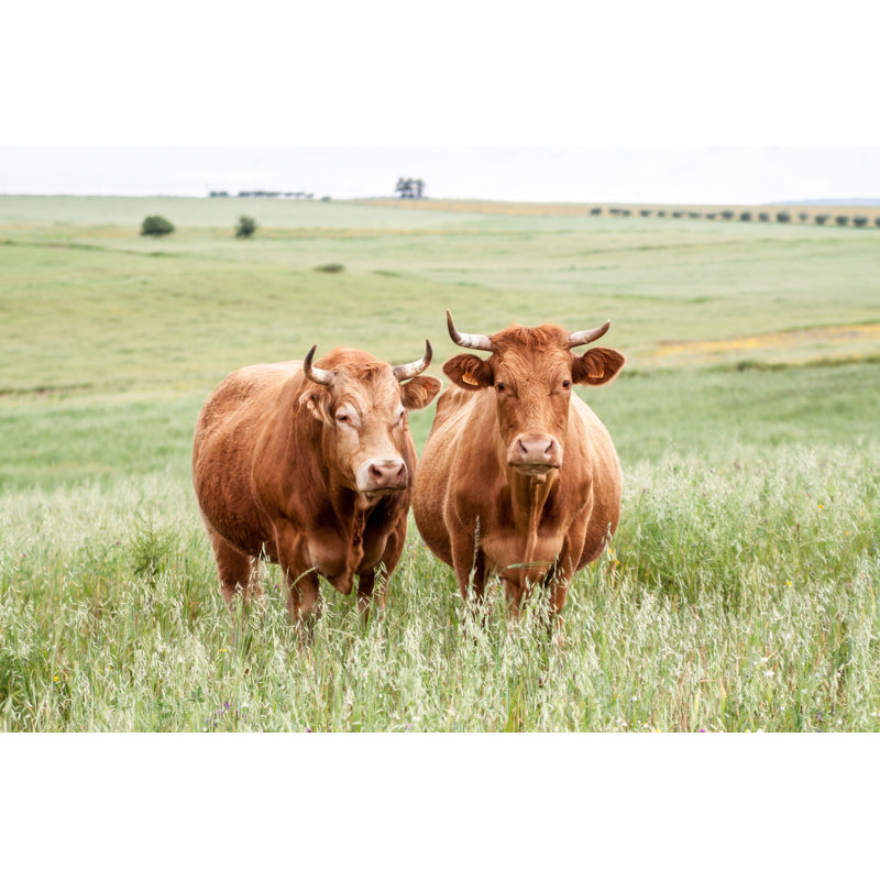 Vaches - Photographie sur toile tendue, H 12 po x l 18 po