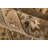 Dearborn Wool Oriental Indoor Rug-22462752