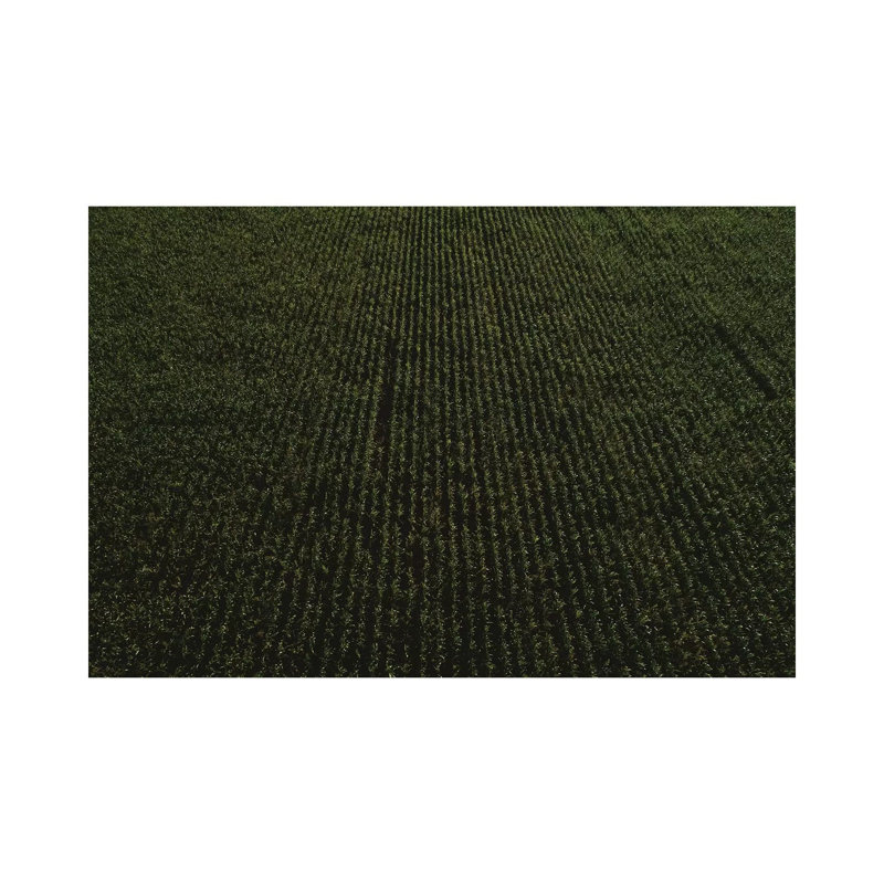 Rural Corn Fields II 1 Piece Wall Art on Canvas, 20.32cm H x 30.48cm W x 1.91cm D, Wrapped Canvas