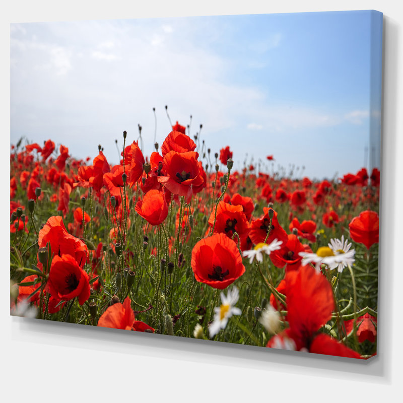 Coquelicots rouges sous un ciel bleu vif - reproduction de photo sur toile tendue, H 30 po x l 40 po