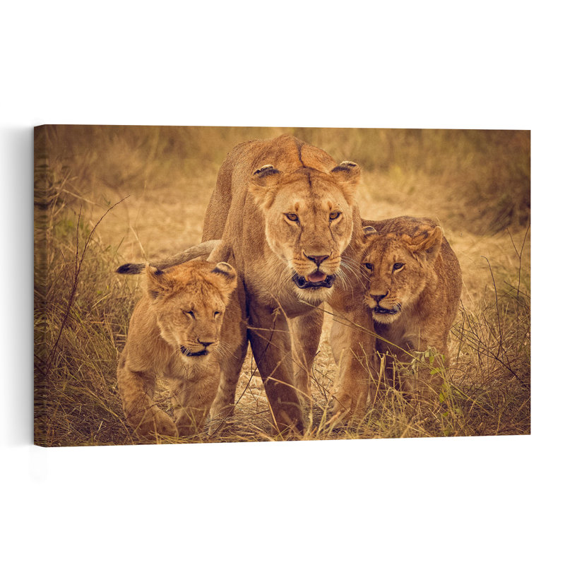 Lioness And Cubs Contemporary Cat Lion Nature Wildlife Wall Art Print 1 Piece Wrapped Canvas Wall Art, 60.96cm H x 91.44cm W