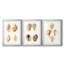 Lamarck Shells IV - reproduction encadrée sur mesure de qualité supérieure mate - 3 pièces-1773839701-1773839696