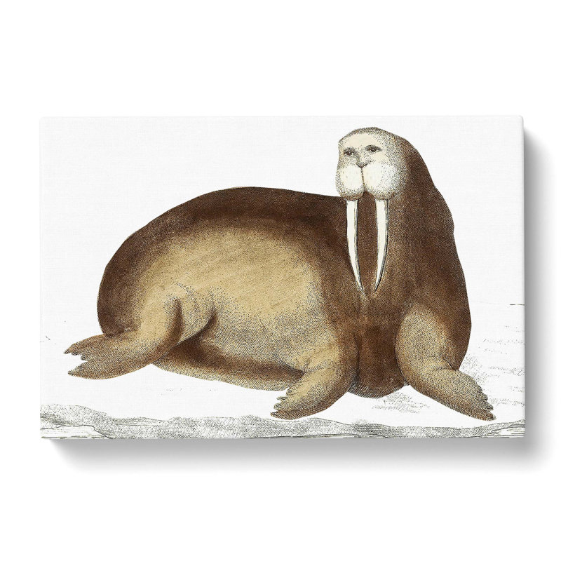 Arctic Walrus by George Shaw - Wrapped Canvas Painting, 40cm H x 60cm W x 3cm D
