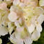 Arrangement-1336139039-1336139033