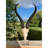 Brisny Real Springbok Skull on Acrylic Base