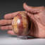 Petrified Wood Egg-124930745-124930765